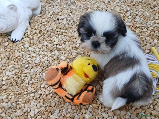 Shih Tzu honden leuke lieve ras zuiver shih tzu pups - Advertentie 6