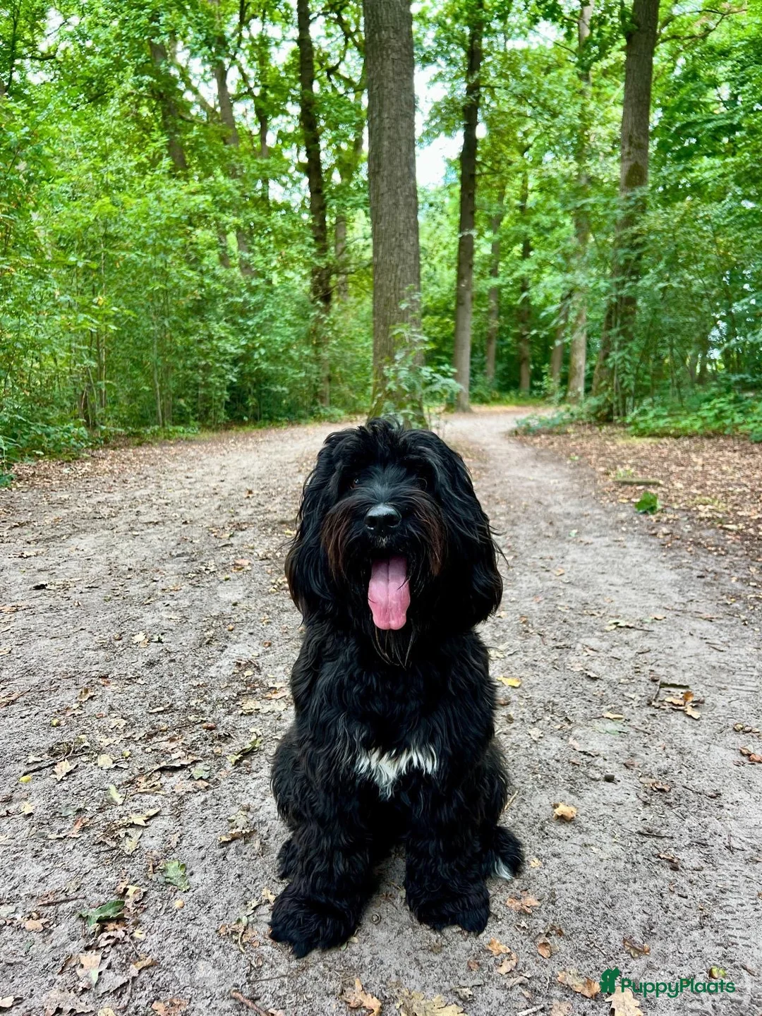 Labradoodle honden te koop: Labradoodles te koop - Advertentie 1