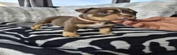 Amerikaanse Bully honden te koop: amerikaanse pocket bully's - Advertentie 6