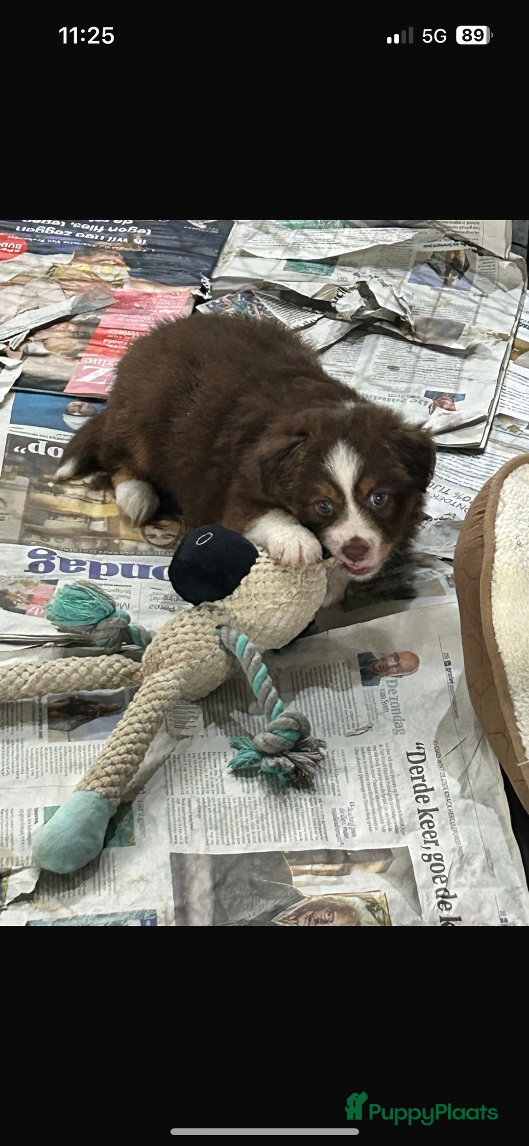 Australian Shepherd honden te koop: Miniatuur American shepherd teefje - Advertentie 4