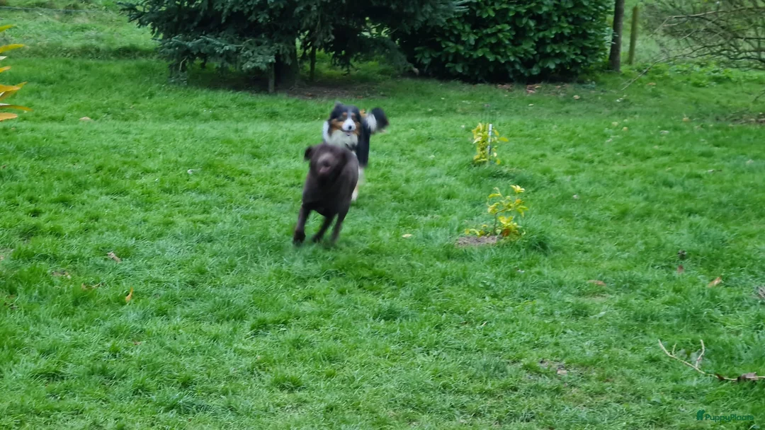 Kruising honden te koop: Prachtige F1 Borador pups van Stamboom ouders - Advertentie 7