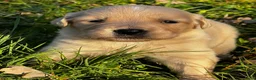Golden Retriever honden te koop: Lieve Golden Retriever pups  - Advertentie 7