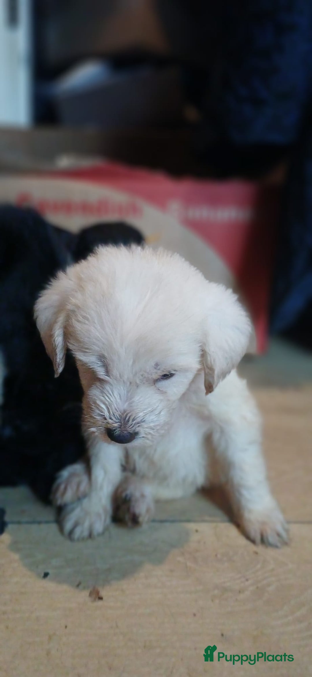 Kruising honden te koop: Ben jij het baasje van een van deze mooie puppy's? - Advertentie 23