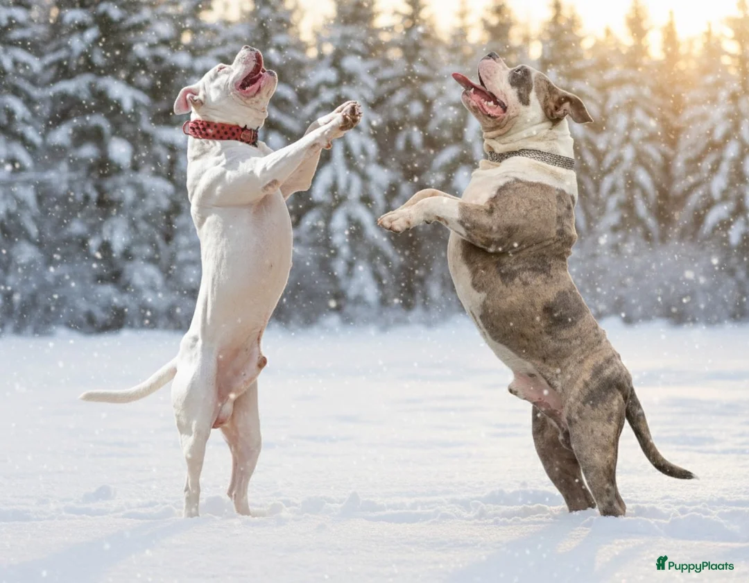 Amerikaanse Bully honden te koop: American Bully XL dekreu  - Advertentie 8