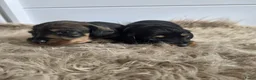 Ruwhaar Teckel honden te koop: Standaard Ruwharige Teckelpups met stamboom FCI  - Advertentie 2