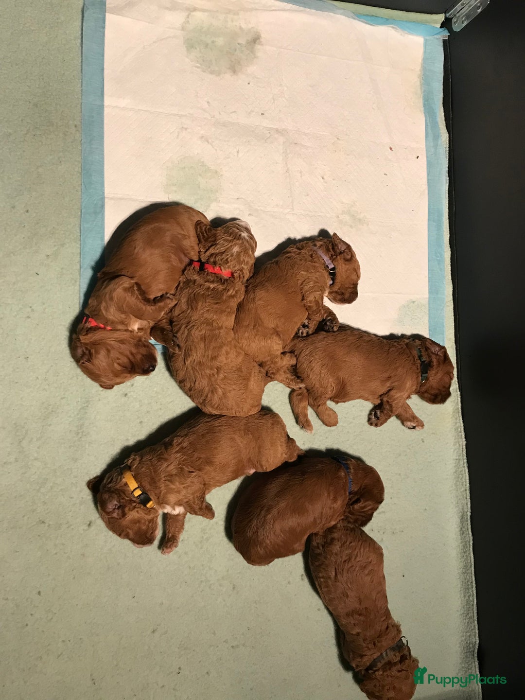 Kruising honden te koop: Medium labradoodle woonkamer nestje - Advertentie 7