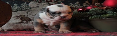 Old English Bulldog Puppy 3