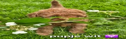 Labradoodle honden te koop: Mini labradoodles mogen verhuizen  - Advertentie 4