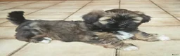 Shih Tzu honden te koop: Raszuivere Shihtzu pups - Advertentie 4
