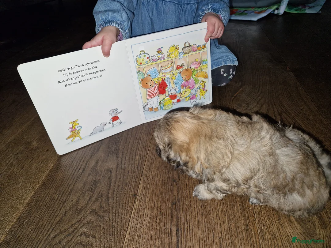 Kruising honden te koop: Prachtige lieve shipom pups - Advertentie 18