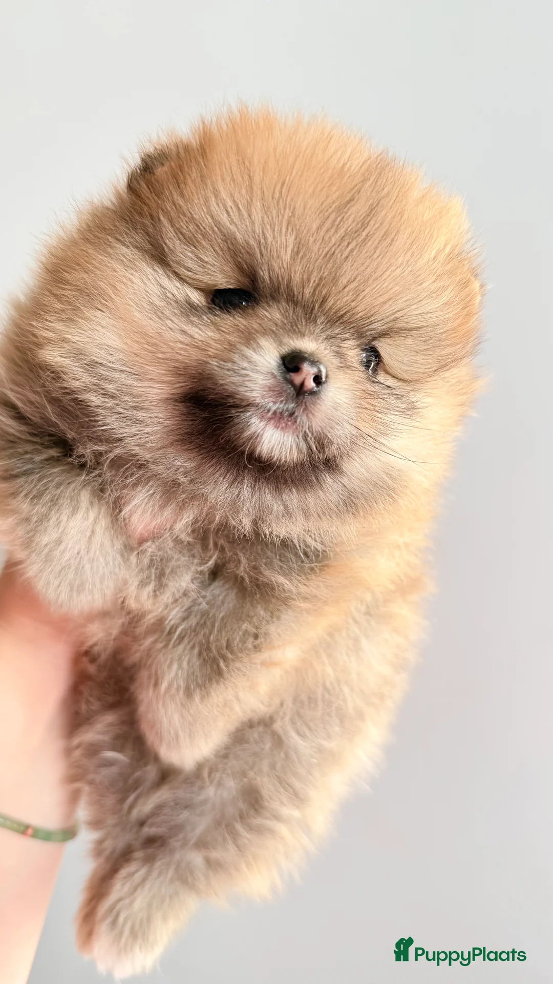 Pomeriaan honden te koop: Pomeriaan . Nog een pup beschikbaar .  - Advertentie 3