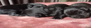 Labrador Retriever 4