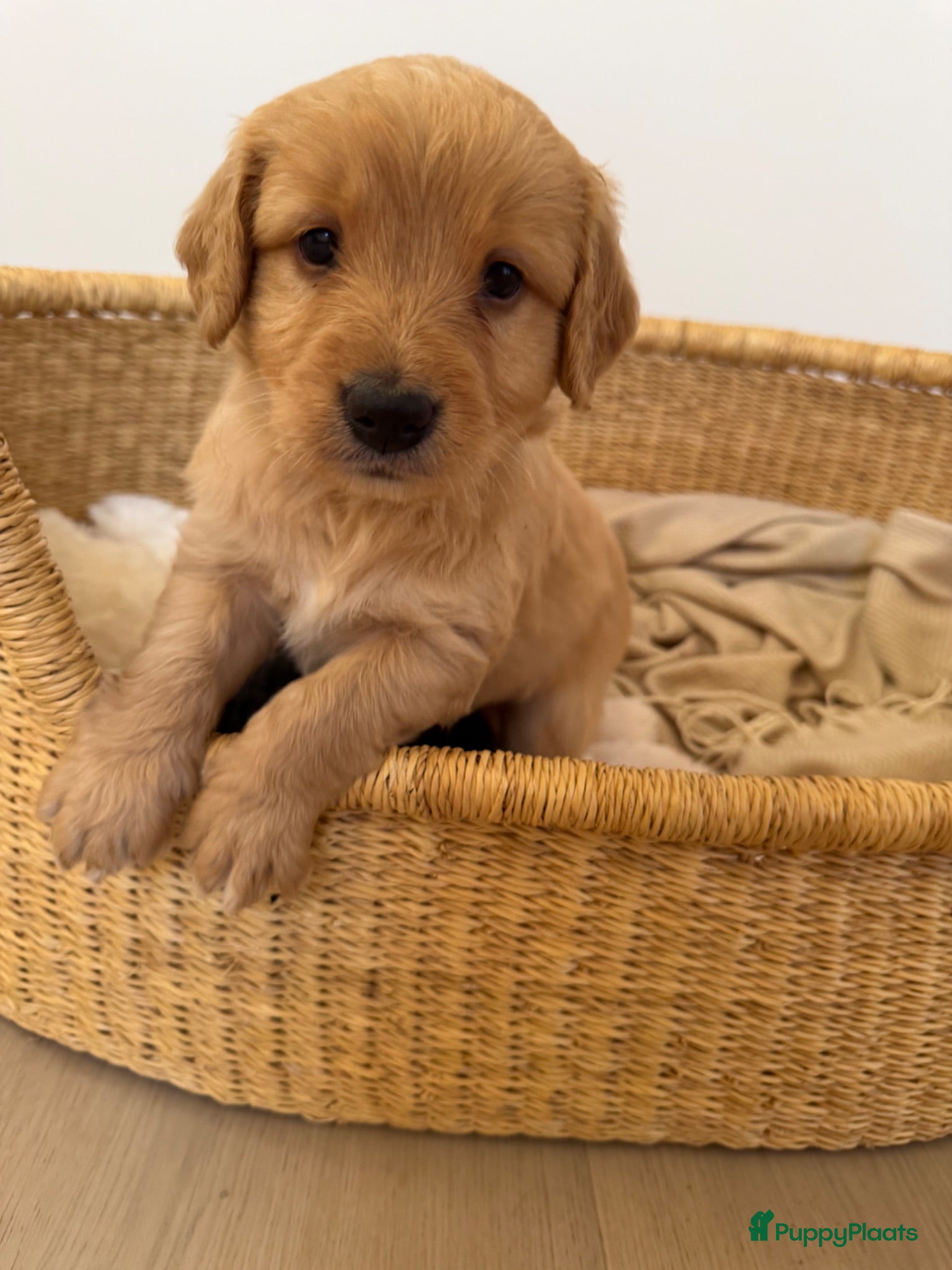 Bernedoodle honden Mini Bernedoodle pups te koop - Advertentie 2
