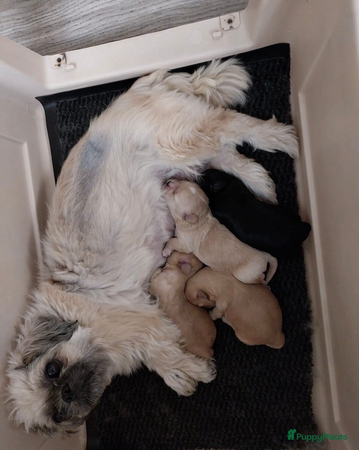 Shihpoo honden Shih-Poo pups - Advertentie 2