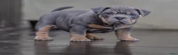 Amerikaanse Bully honden te koop: American Bully pocket pups verwacht geteste ouders - Advertentie 11