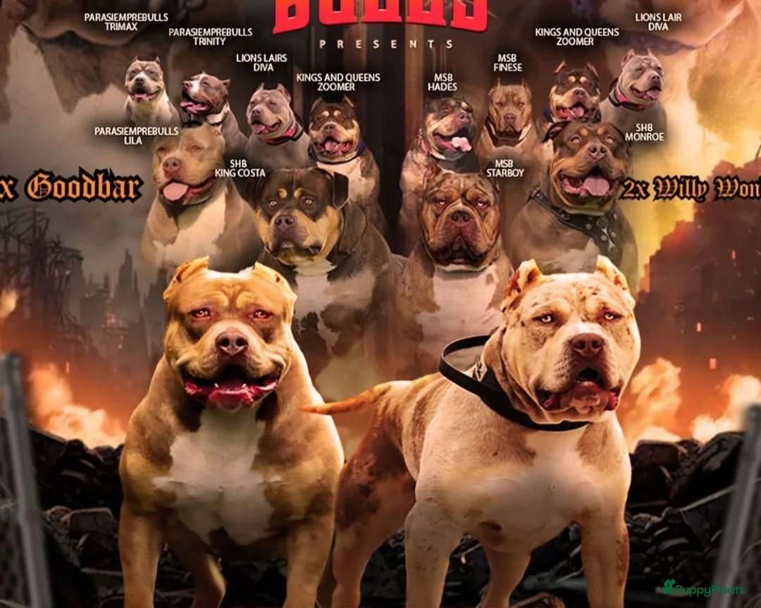 Amerikaanse Bully honden te koop: ABKC XL Meets DBKC XXl - Advertentie 9