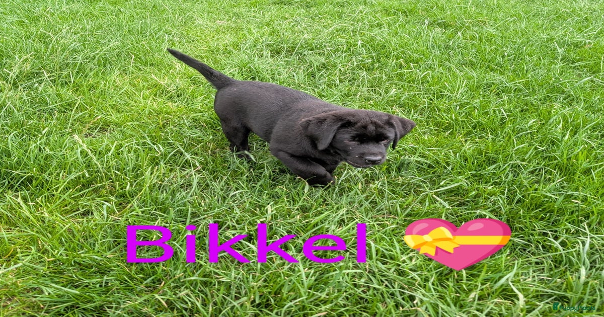 Prachtige labrador pup met stamboom te koop in Noordeloos | Puppyplaats