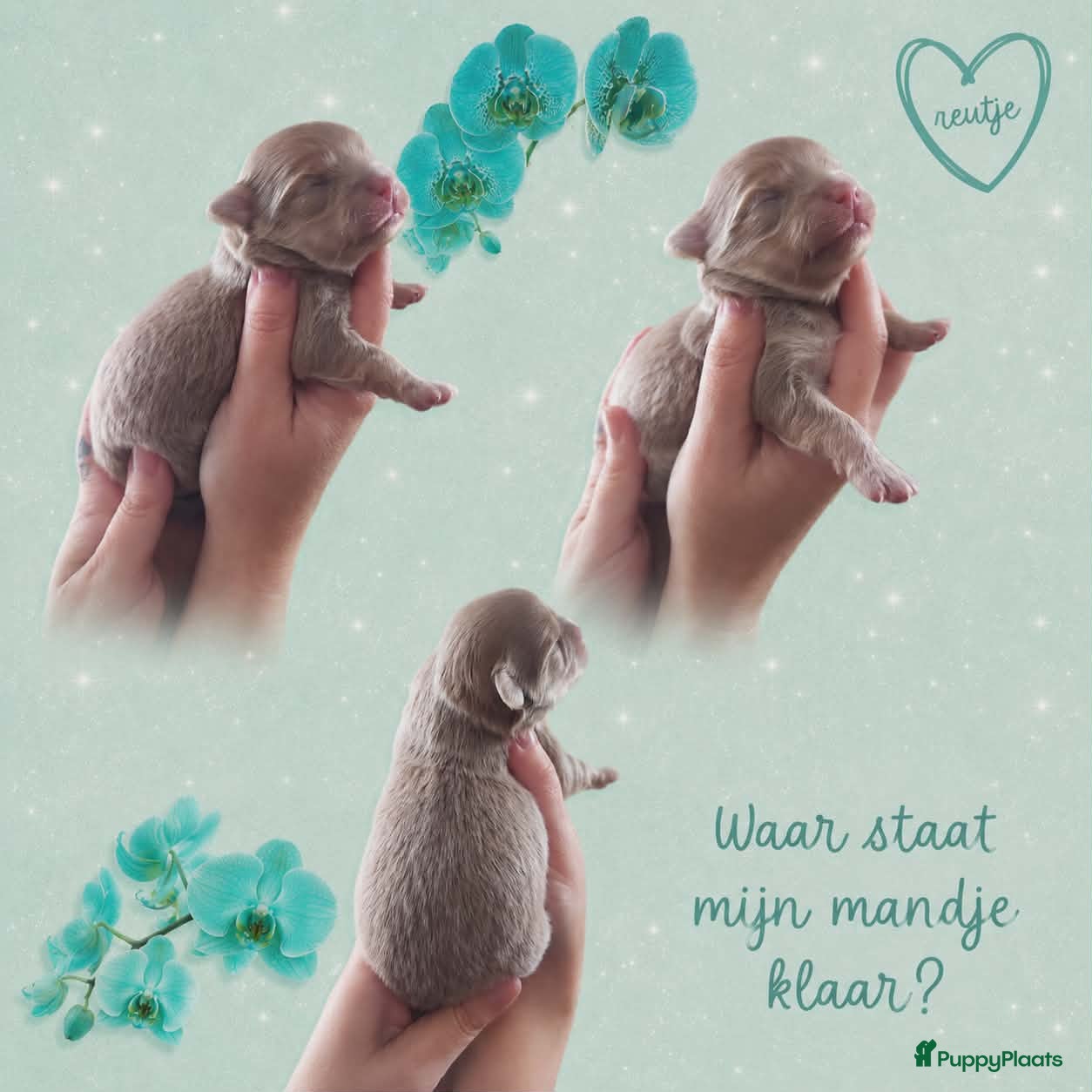 Chihuahua honden langhaar reutje - Advertentie 1