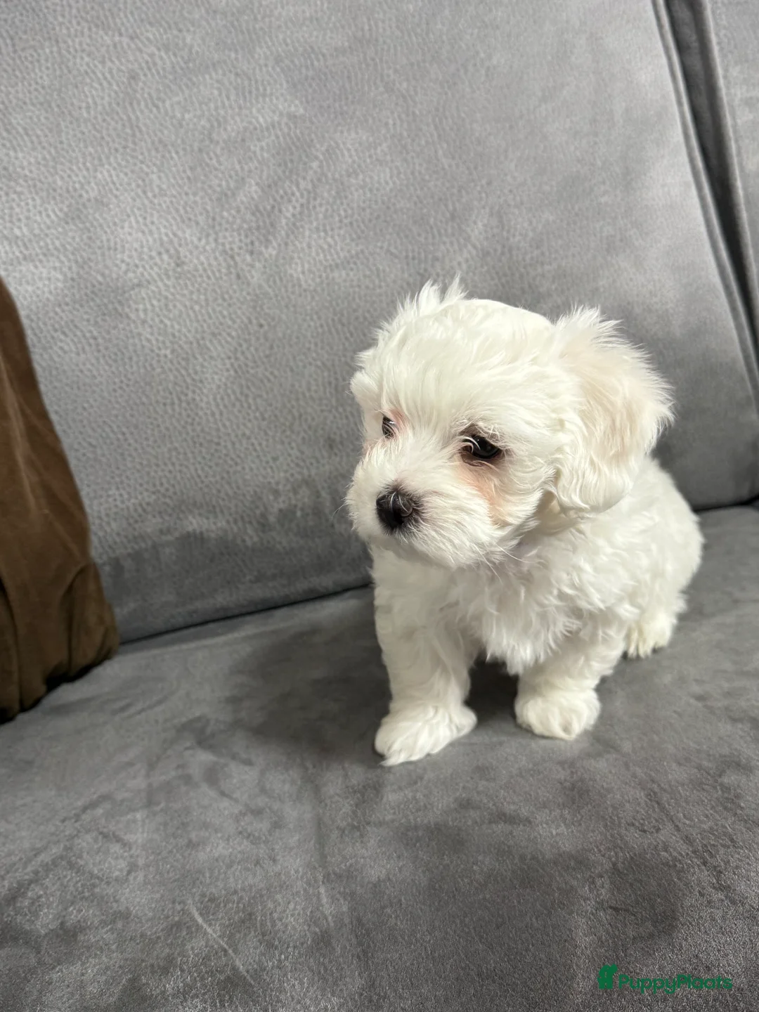 Maltezer honden te koop: Maltezer puppy  - Advertentie 2