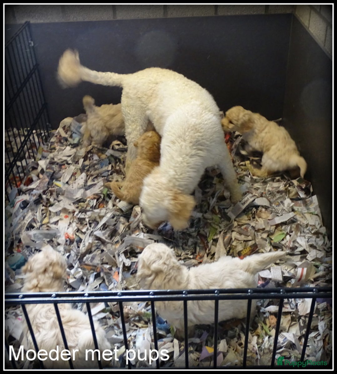 Labradoodle honden te koop: Labradoodle F4 medium pups - Advertentie 18