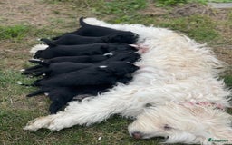 Border Collie honden te koop: Prachtige pups Border Collie/Barbado da Terceira - Afbeelding 22