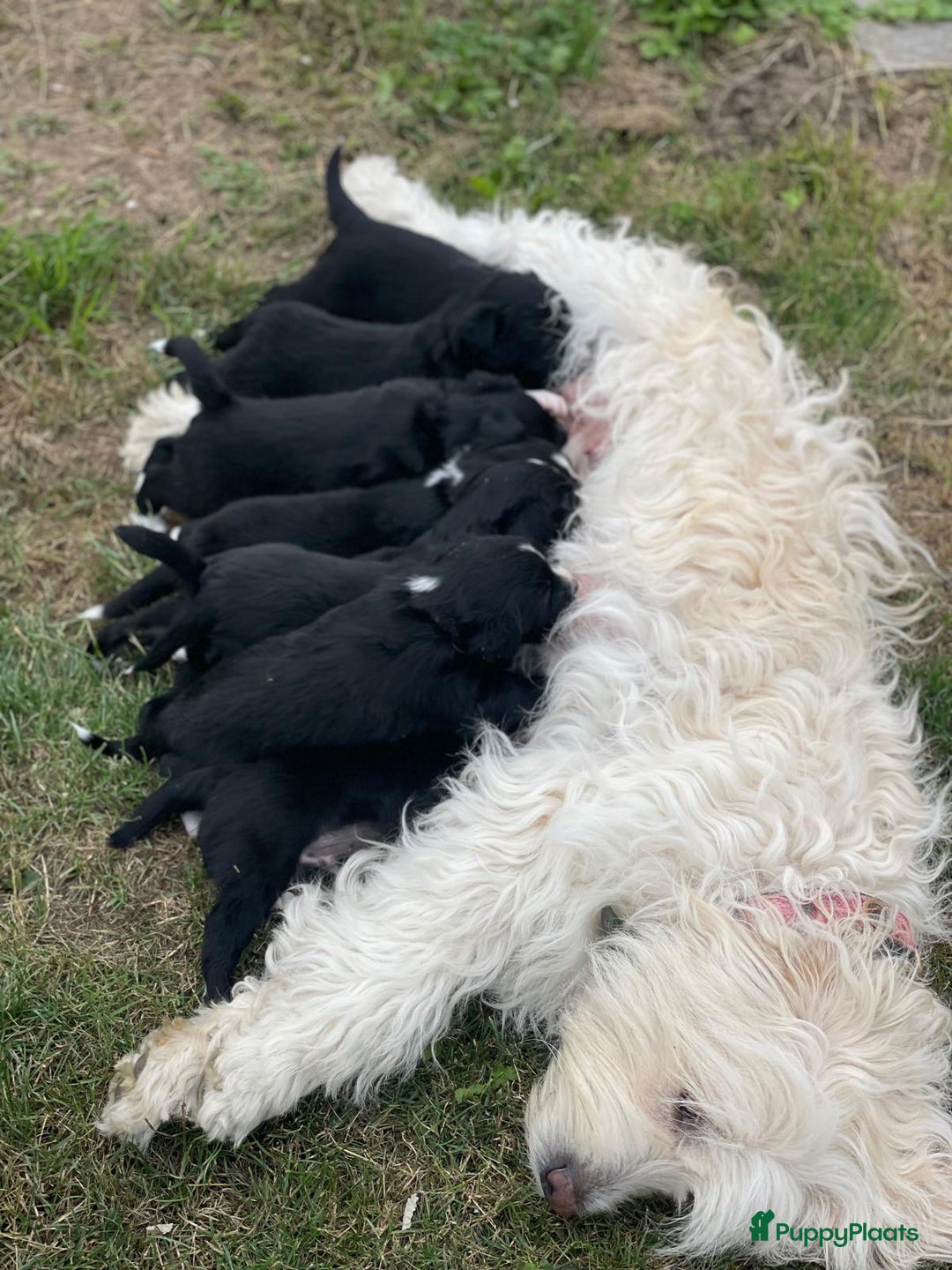 Border Collie honden te koop: Prachtige pups Border Collie/Barbado da Terceira - Afbeelding 22