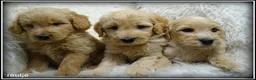 Labradoodle honden te koop: Labradoodle medium pups - Advertentie 12