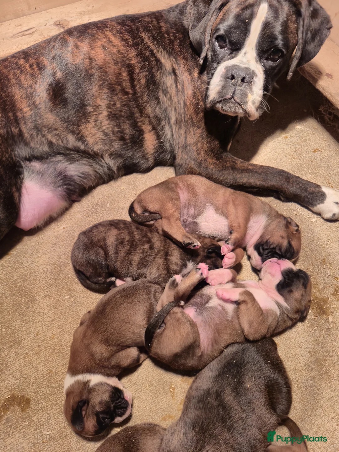 Boxer honden te koop: Boxer puppy's - Advertentie 10