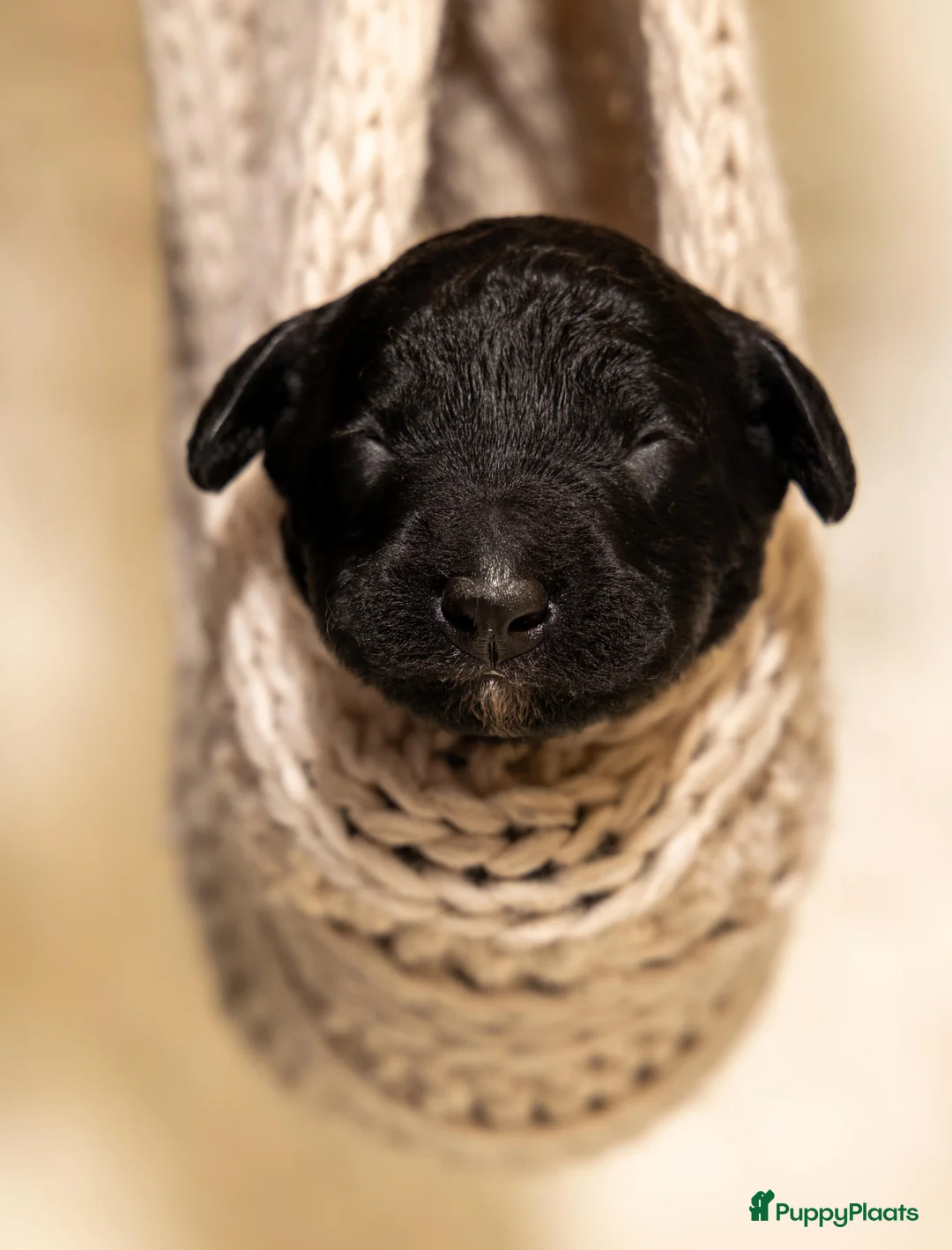 Spaanse Waterhond honden te koop: Spaanse Waterhond Puppy - Advertentie 7