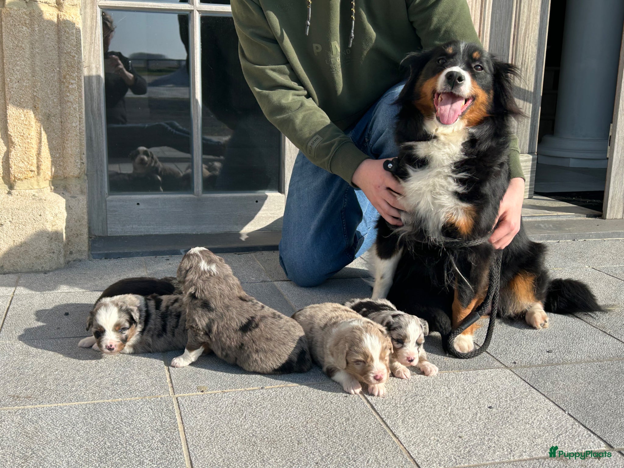 Australian Shepherd honden Miniature American shepherd reutjes - Advertentie 1