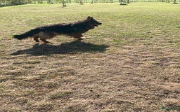 Duitse Herder honden te koop: Prachtige langharige Duitse herder met rechte rug - Afbeelding 12