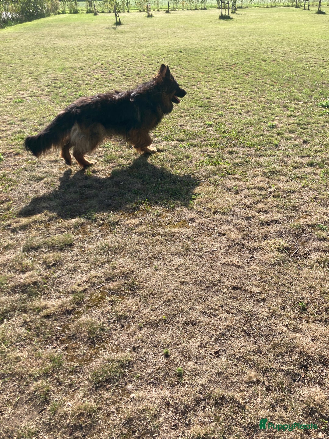 Duitse Herder honden te koop: Prachtige langharige Duitse herder met rechte rug - Afbeelding 12