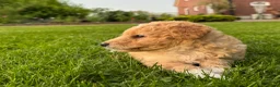Kruising honden te koop: Sheltidoodle  - Advertentie 15