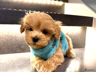 Maltipoo honden Schattige maltipoo pups thuisnestje - Advertentie 2