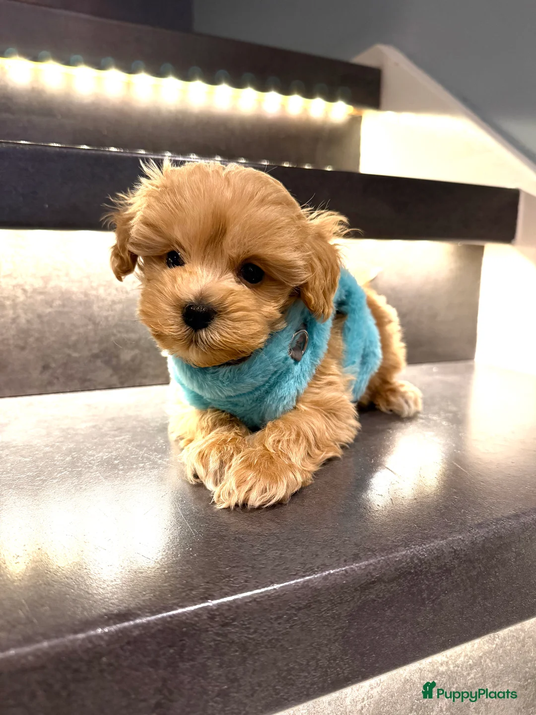 Maltipoo honden te koop: Schattige maltipoo pups thuisnestje - Advertentie 1