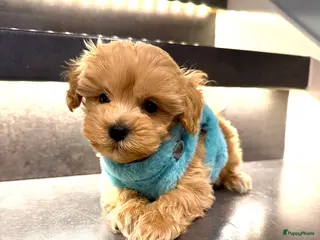 Maltipoo honden Schattige maltipoo pups thuisnestje - Advertentie 2