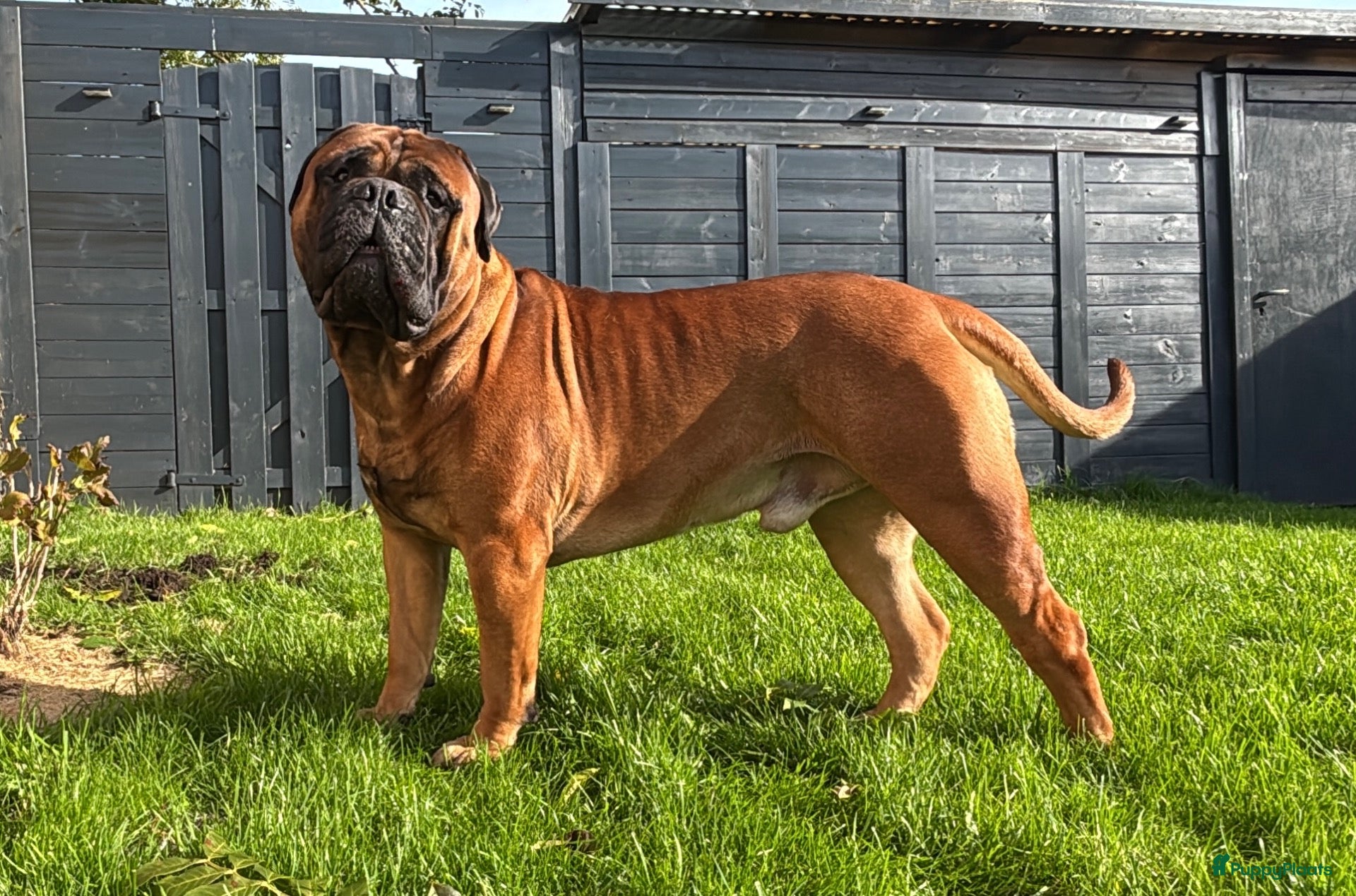 Bullmastiff honden Bullmastiff Dekreu - Advertentie 1