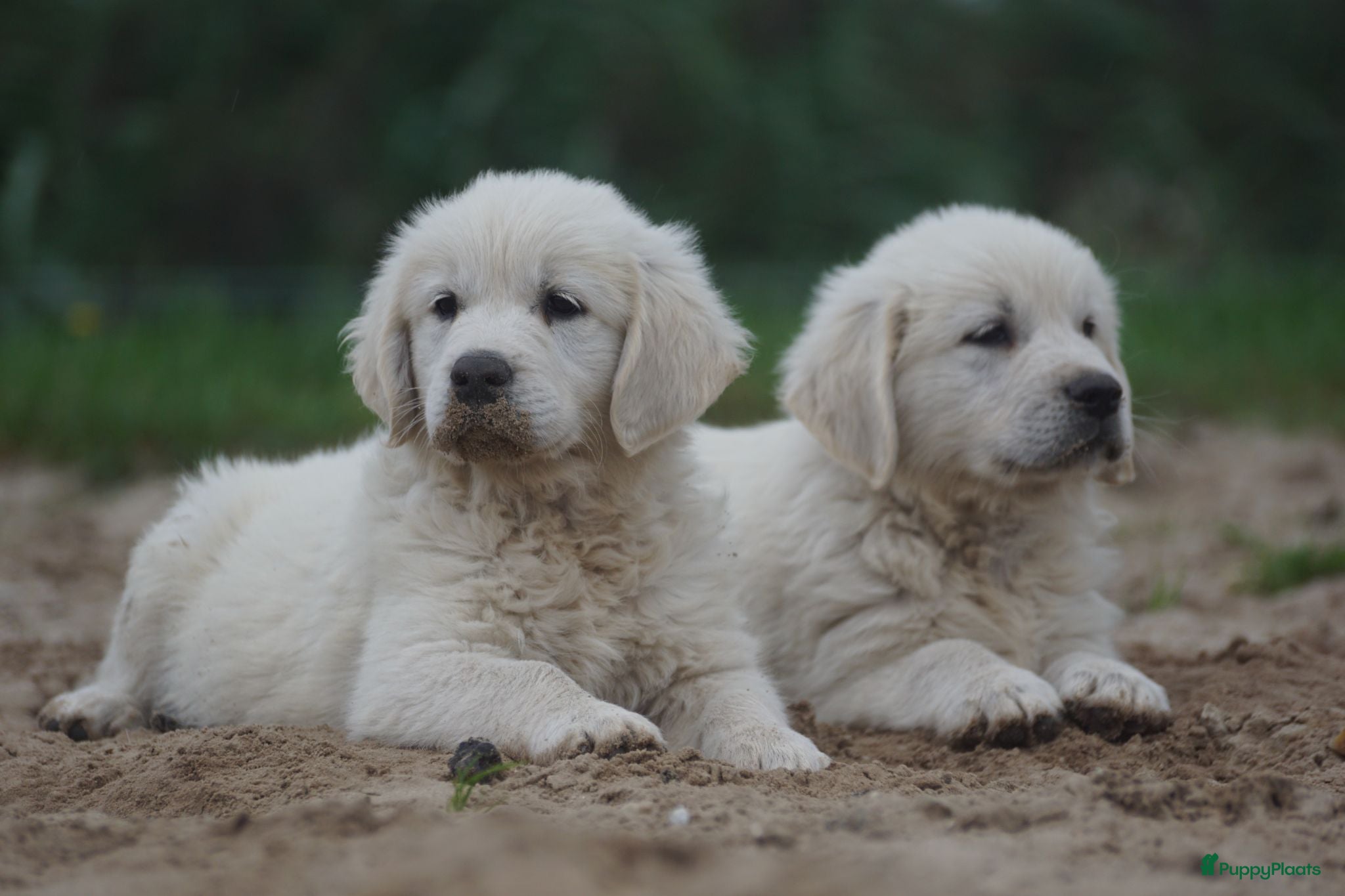 Golden Retriever honden Golden Retriever Pups met Stamboom. - Advertentie 1