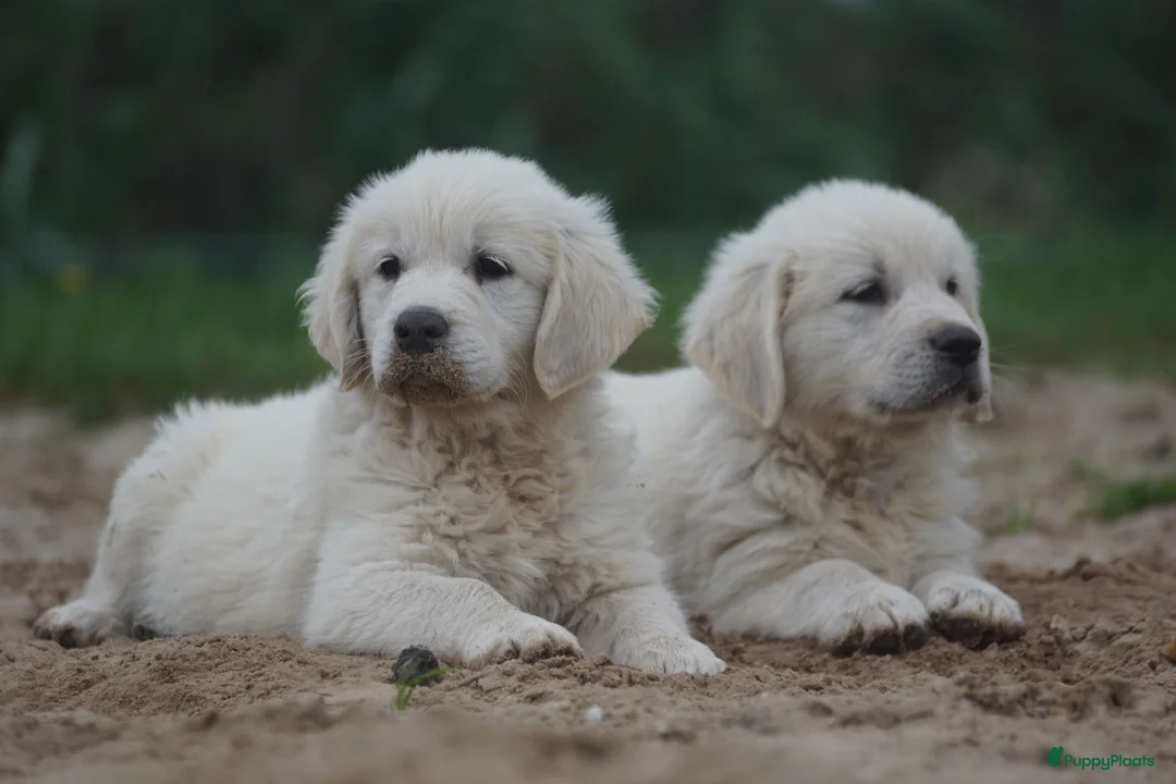 Golden Retriever honden te koop: Golden Retriever Pups met Stamboom. - Advertentie 1