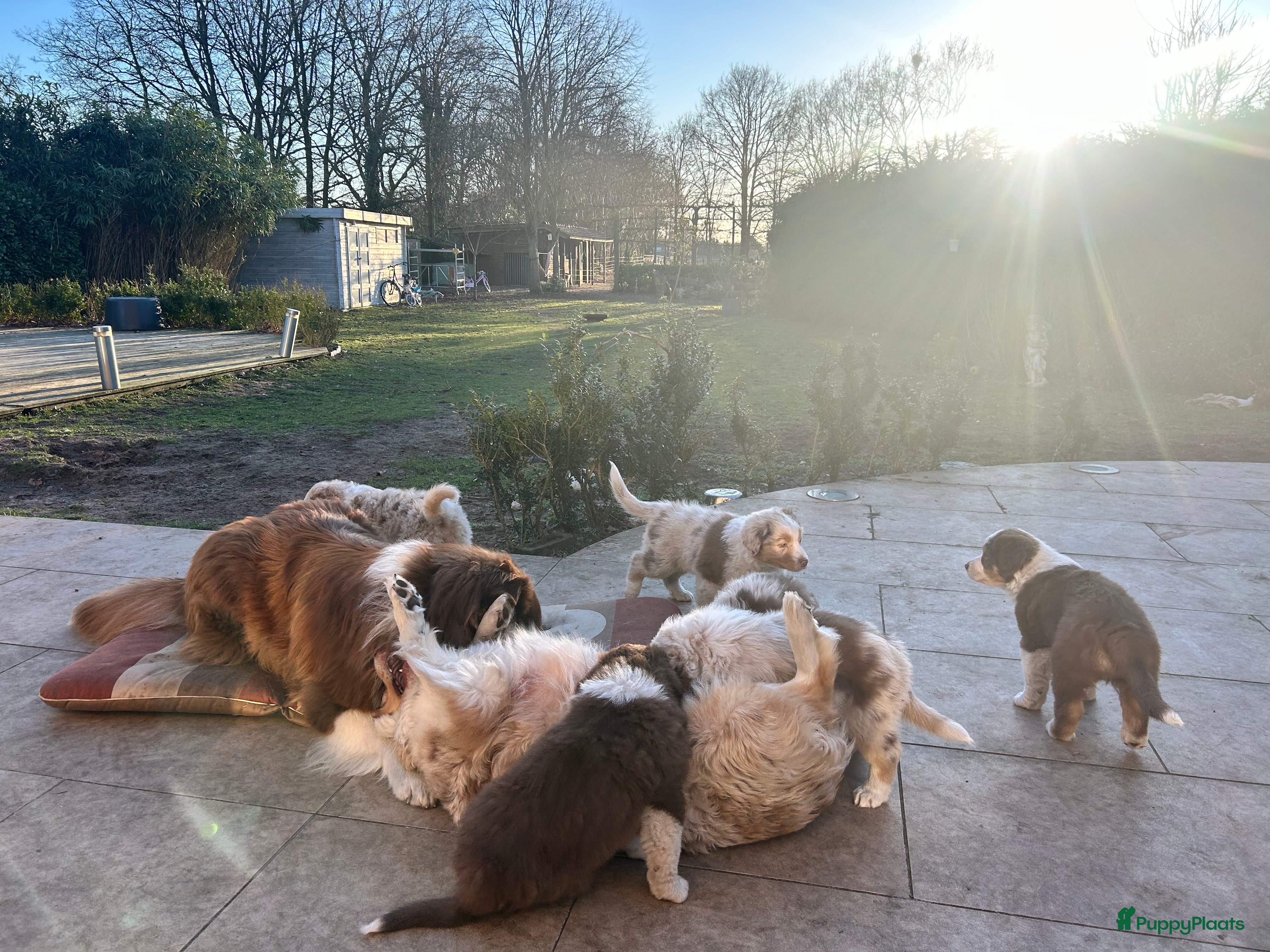 Australian Shepherd honden 100% raszuivere Australian Sheperd pups - Advertentie 2