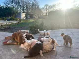 Australian Shepherd honden 100% raszuivere Australian Sheperd pups - Advertentie 2