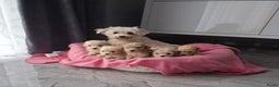 Maltipoo honden te koop: Mini Maltipoo Pups – Premium F1 - Advertentie 3