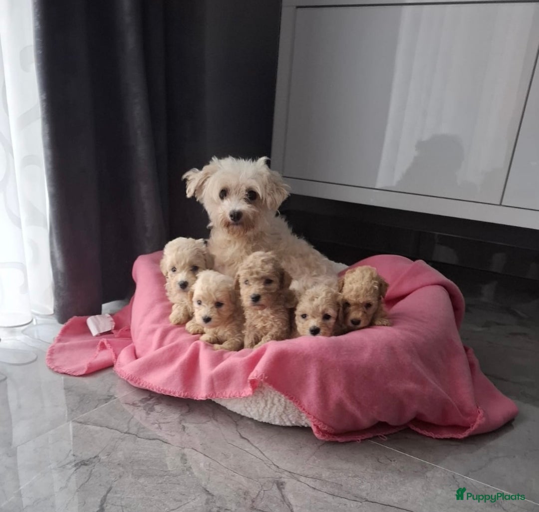 Maltipoo honden te koop: Mini Maltipoo Pups – Premium F1 - Advertentie 3