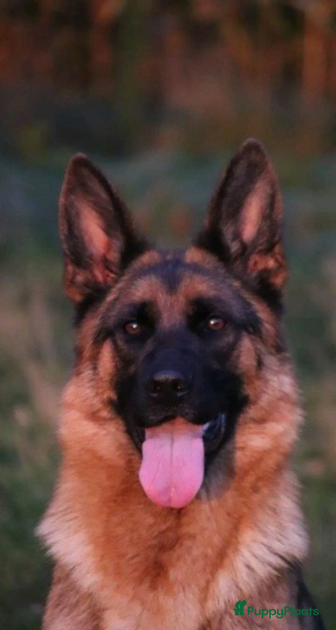 Duitse Herder honden te koop: Duitse herder pups te koop - Advertentie 2