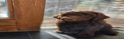 Labradoodle honden te koop: Labradoodle pups - Advertentie 7