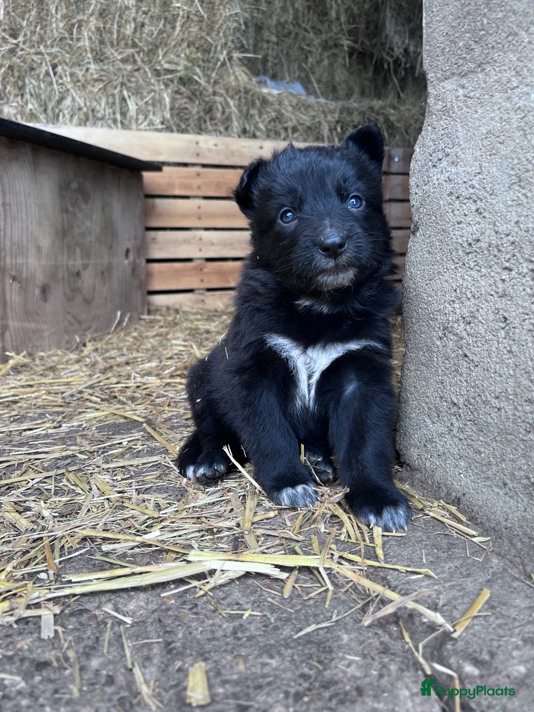 Kruising honden te koop: Lieve duitse herder x border collie pups - Advertentie 18