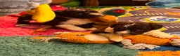 Spaanse Waterhond honden te koop: Spaanse Waterhond pups - Advertentie 15