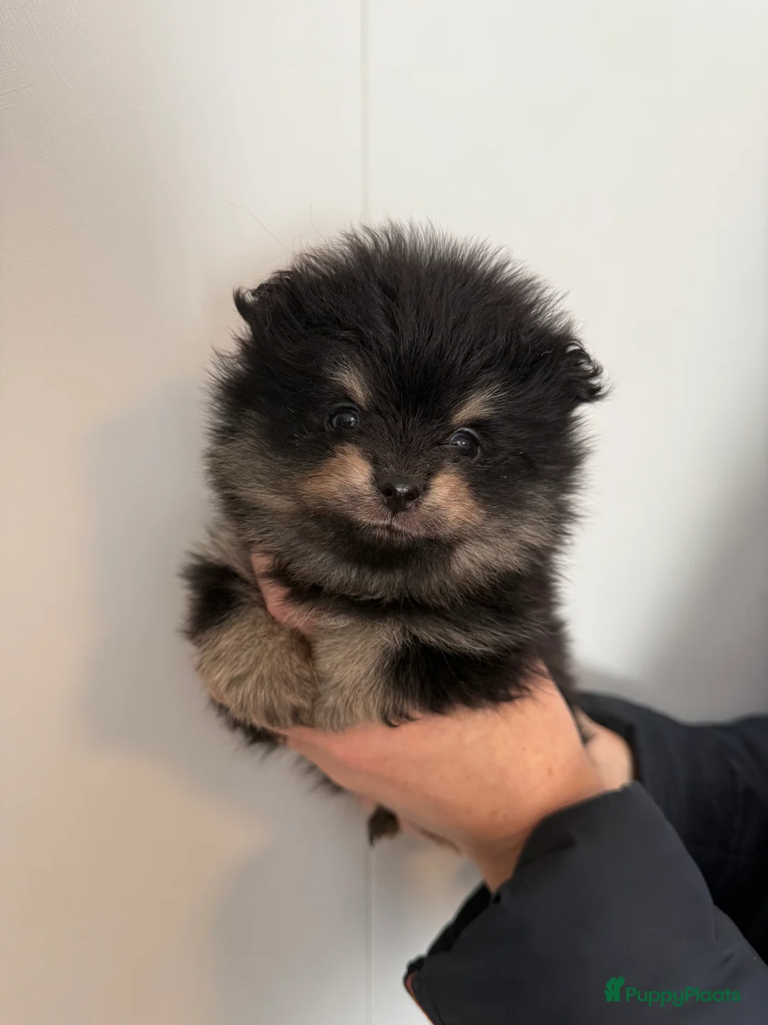 Pomeriaan honden te koop: 100% pomeriaan, 4 teefjes uit showlijn. - Advertentie 3