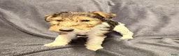 Fox Terriër Draadhaar honden te koop: Fox terriër Draadhaar pups te koop - Advertentie 7