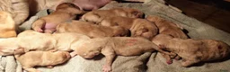 Labrador Retriever honden te koop: Blonde/donker gele labradorpups - Advertentie 4